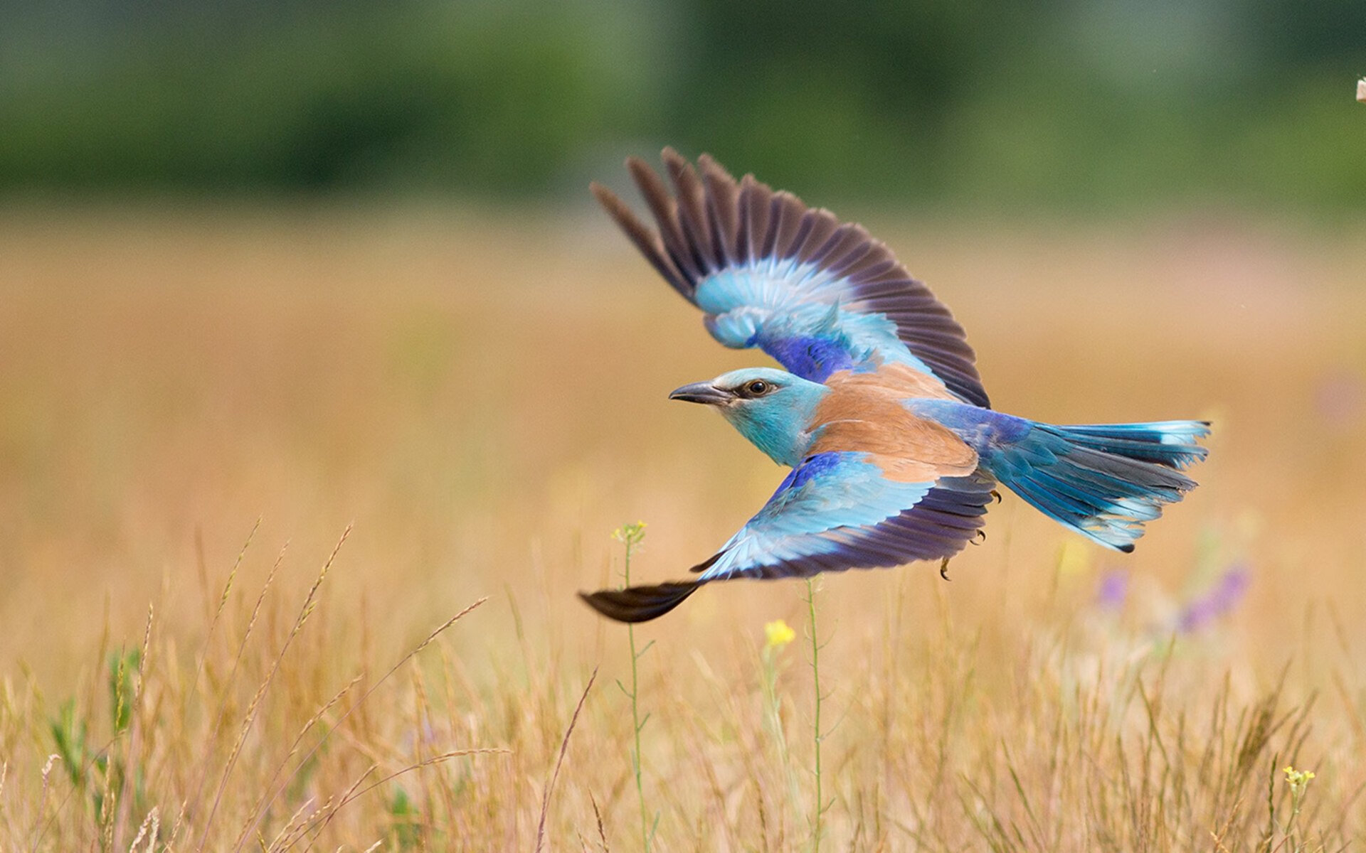 突尼斯希望边锋突破活跃,全场亮点,双色球红球杀号牛彩网