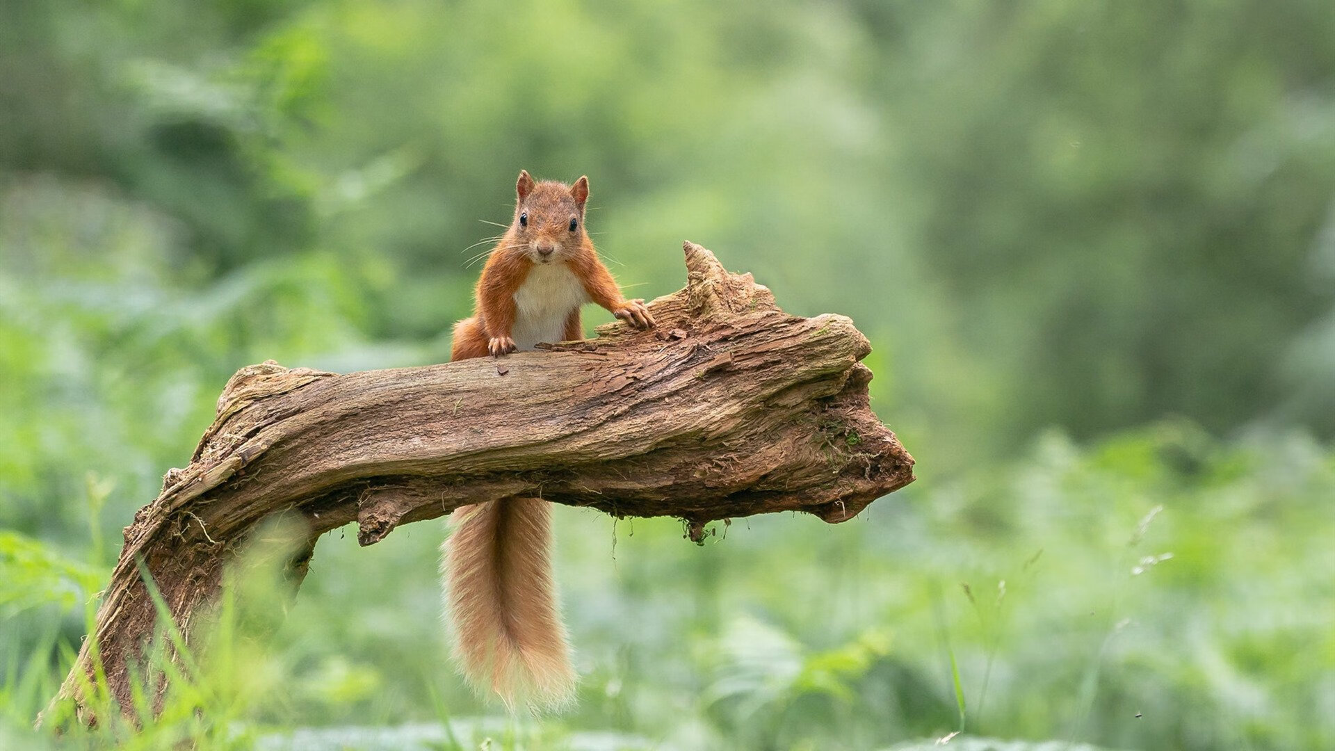 世界杯激情高涨：每一次传球都扣人心弦，世界杯片段