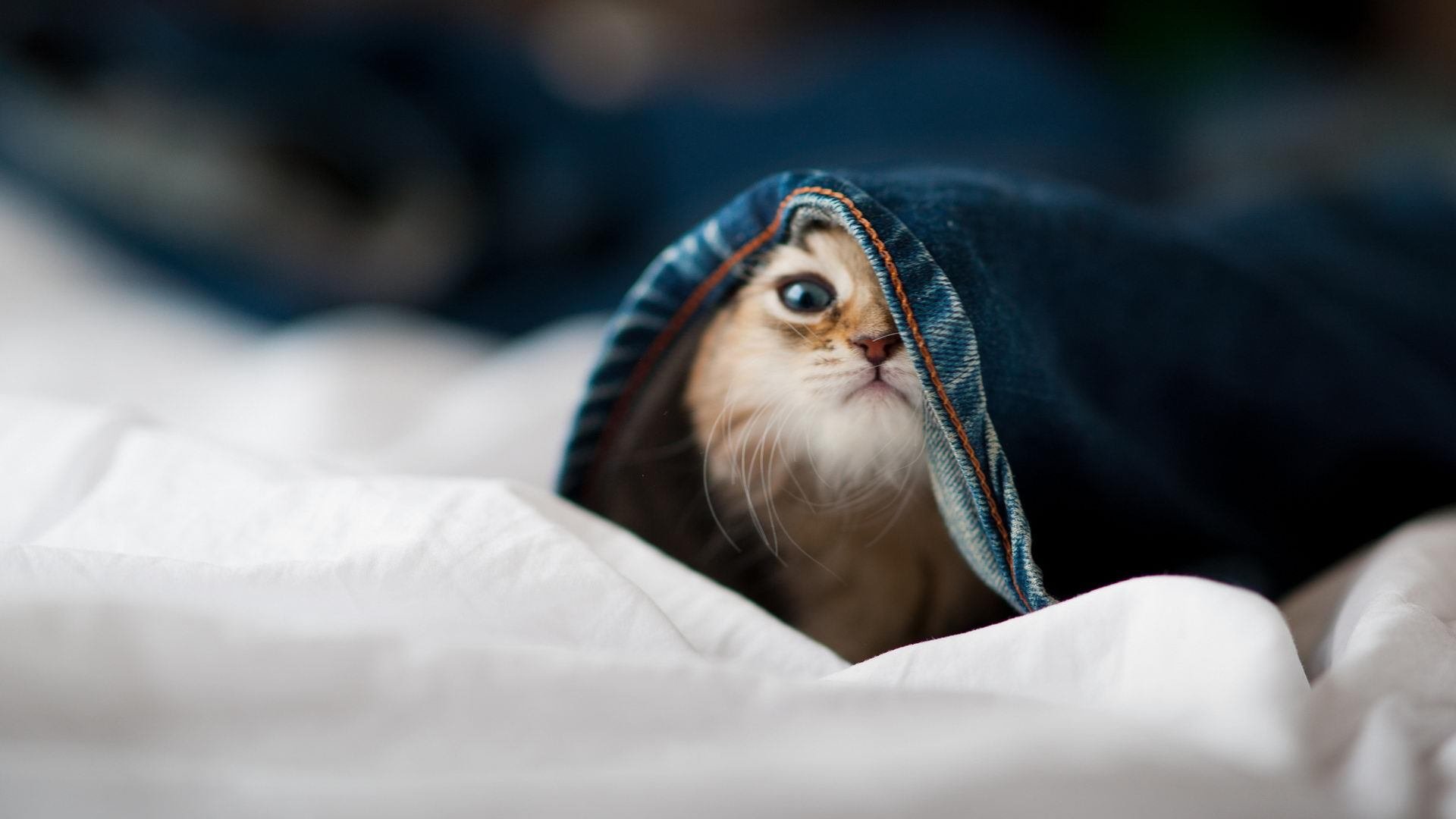 开云下载-国家体育科技中心启动智能化训练平台实地测试计划，国家体育技术总局